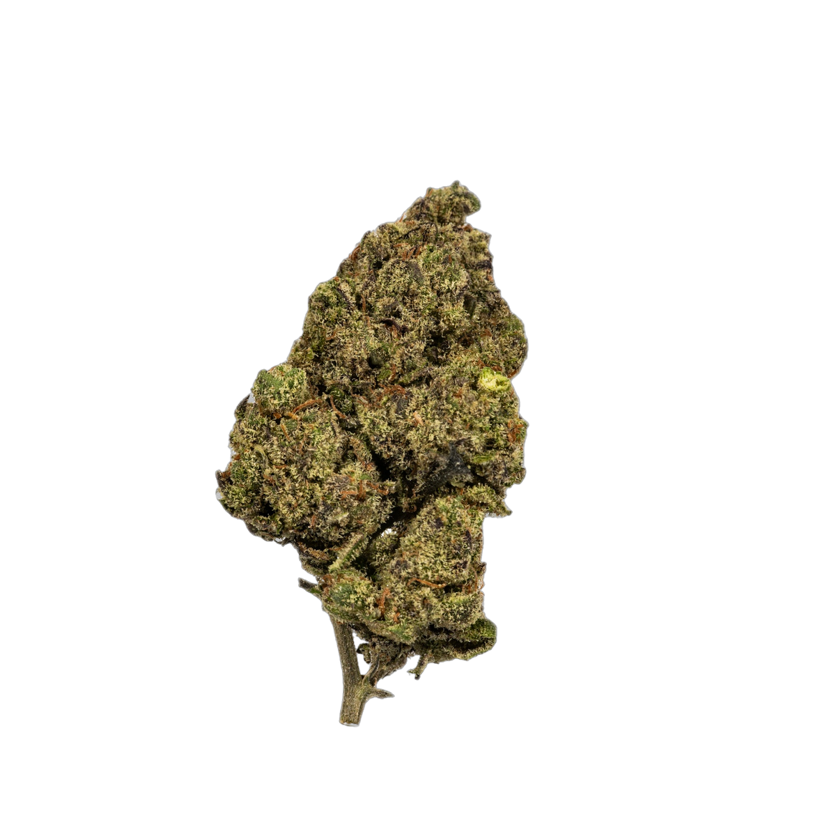 London Lobster cannabis flower bud