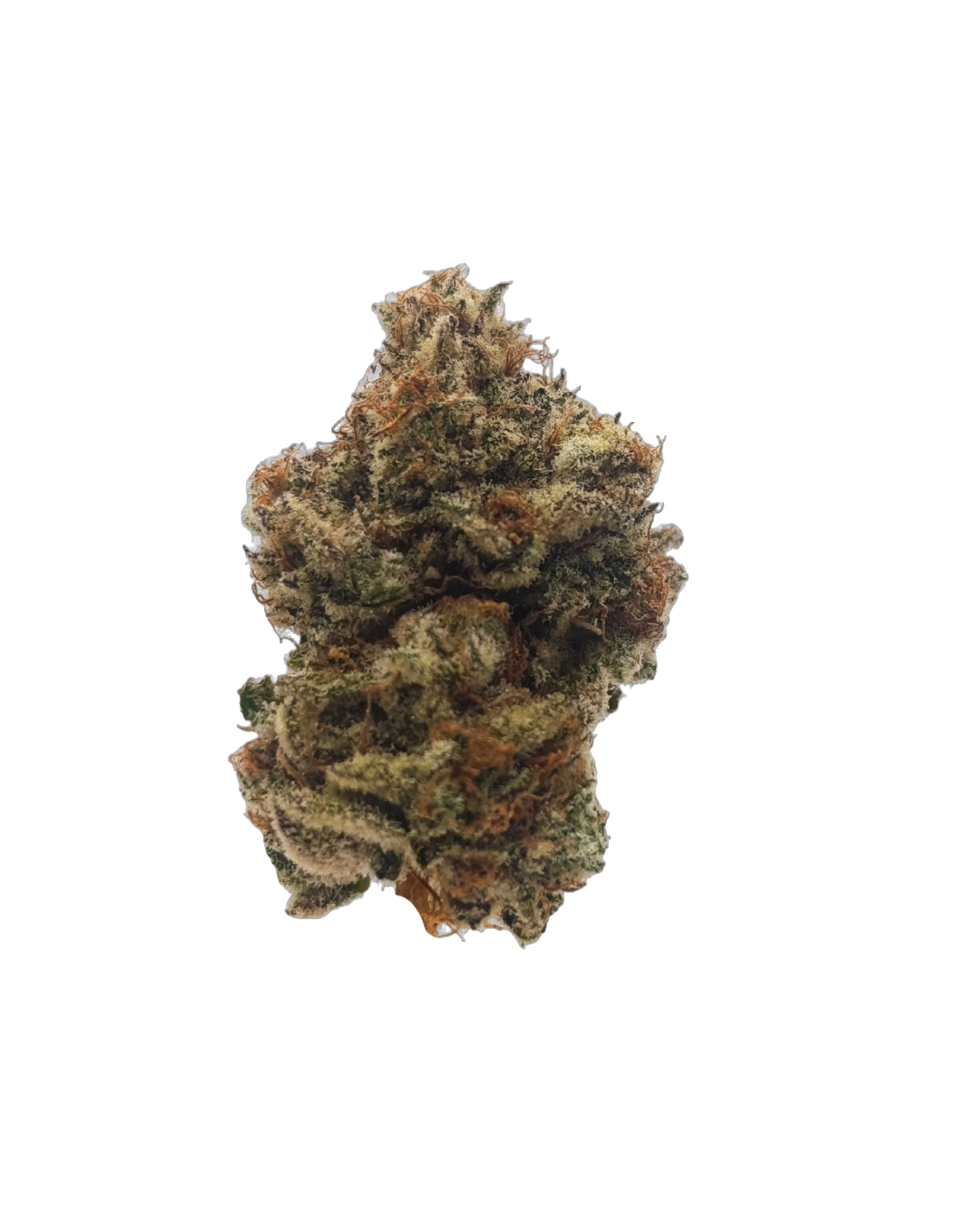 Mandolin Rain cannabis flower bud