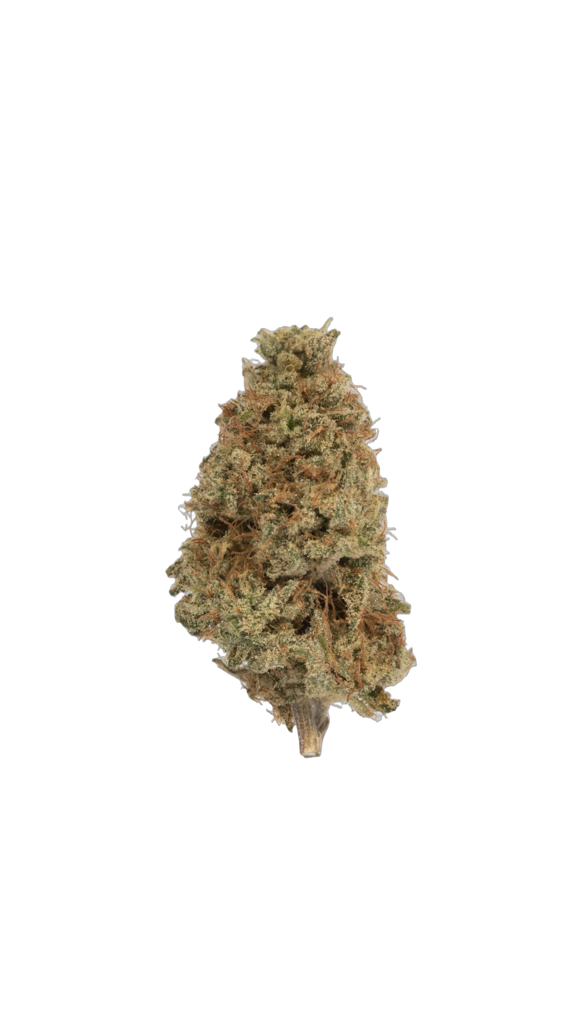 Neville's Haze cannabis flower bud