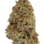Neville's Haze cannabis cannabis | Cannibisters Cape Town