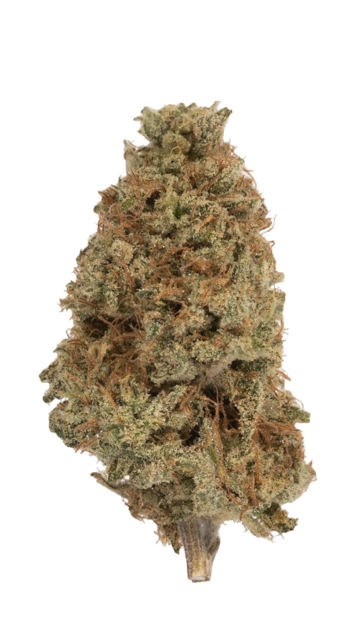 Neville's Haze cannabis cannabis | Cannibisters Cape Town
