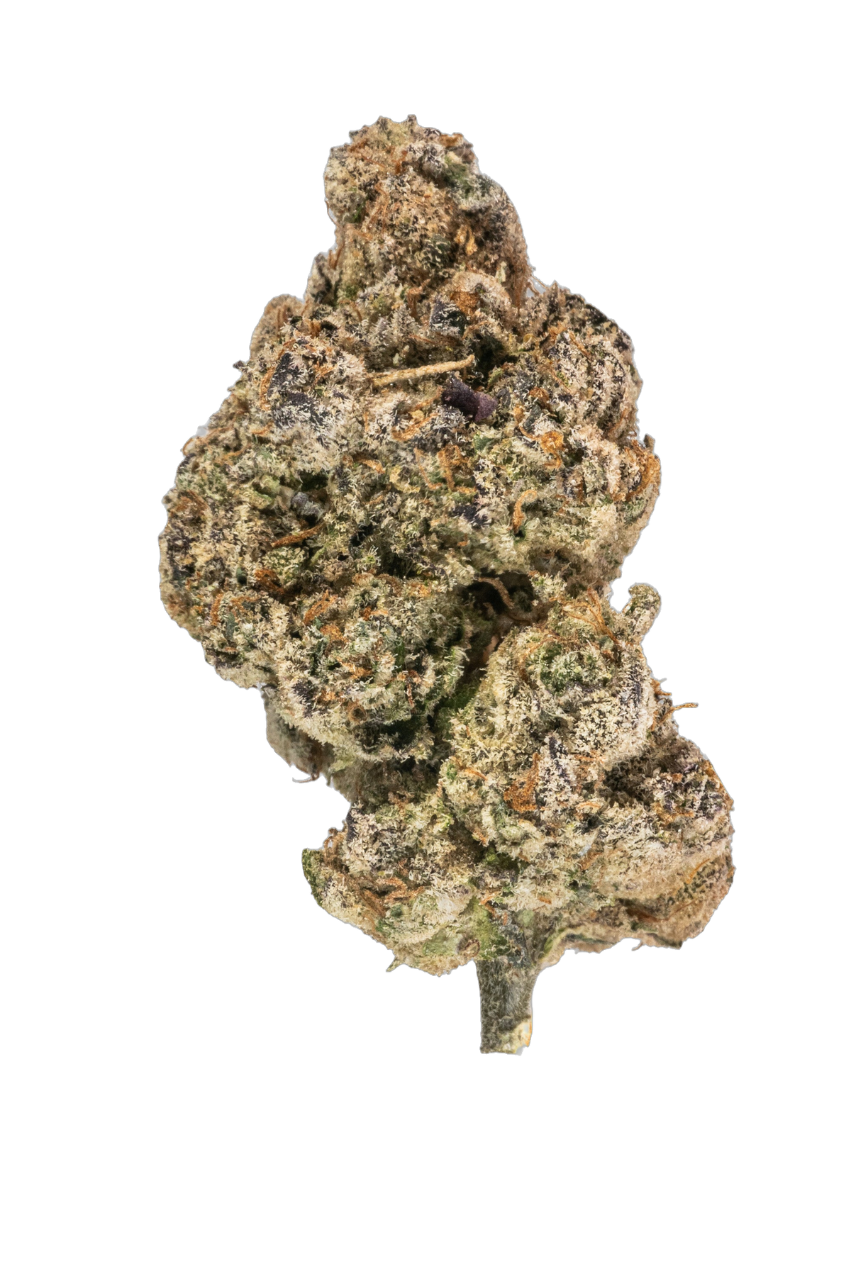 Orange Marmalade cannabis flower bud