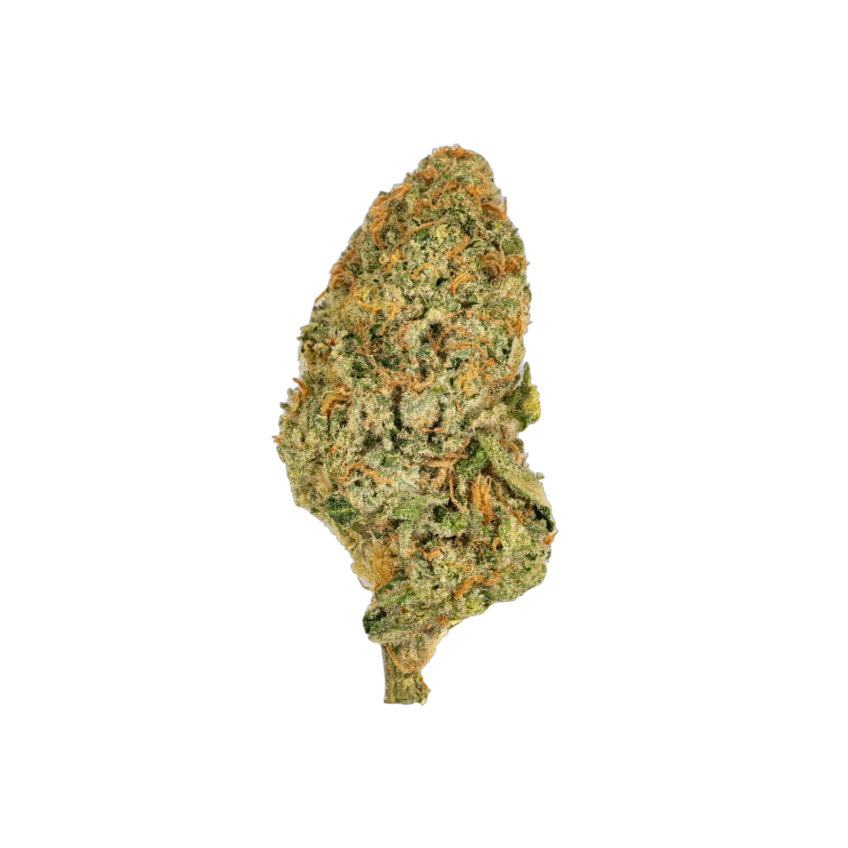 Orange Sherbert cannabis flower bud