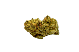 Peyote Critical cannabis flower bud