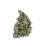 Poison Dragon cannabis flower bud