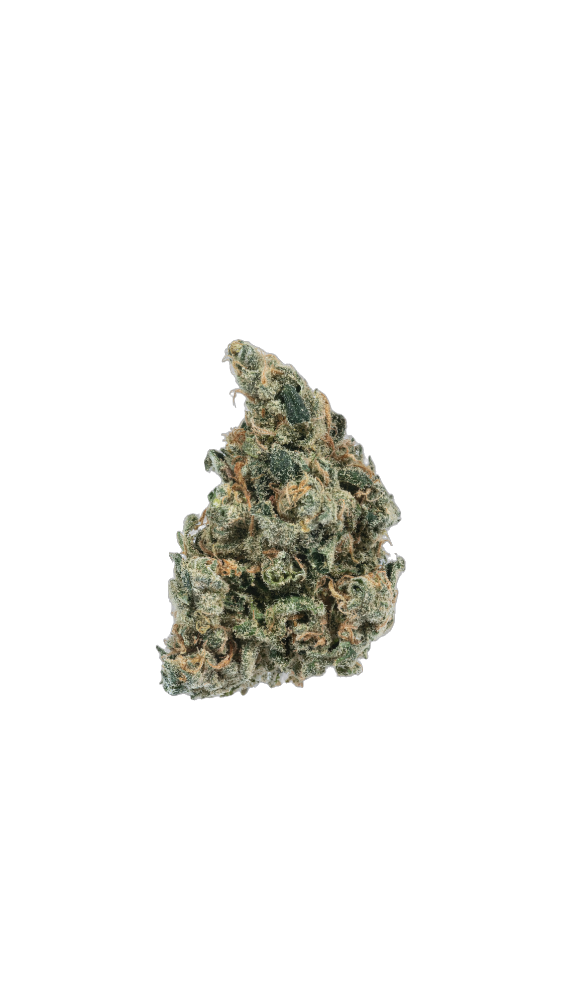 Poison Dragon cannabis flower bud