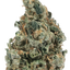 Poison Dragon sativa cannabis | Cannibisters Cape Town