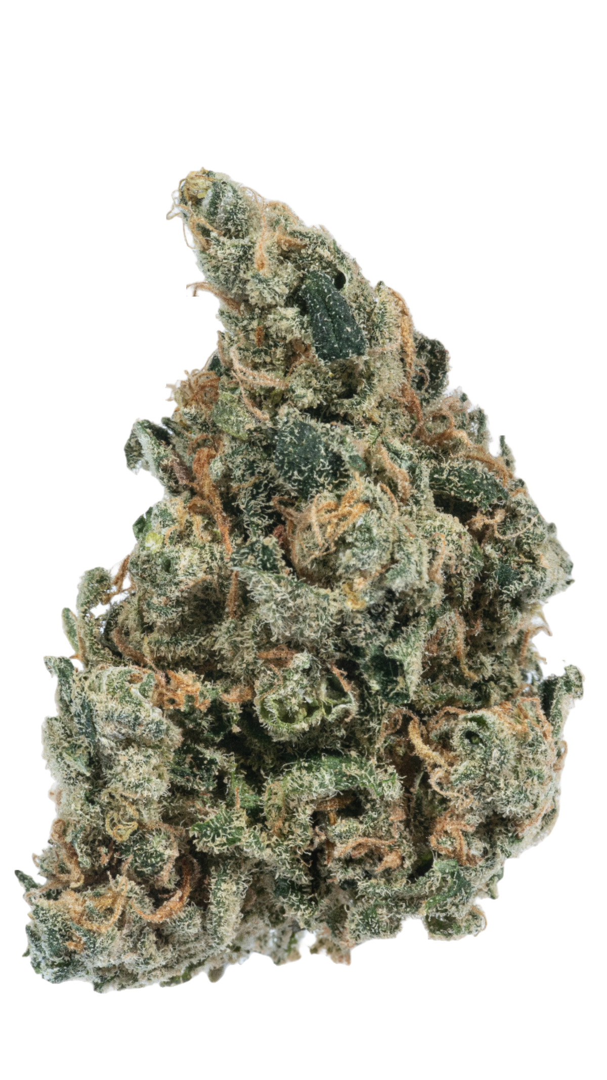 Poison Dragon sativa cannabis | Cannibisters Cape Town