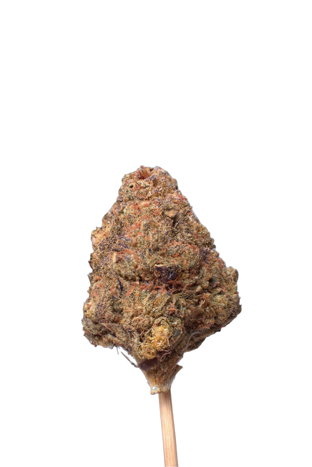 Shiska Berry cannabis flower bud