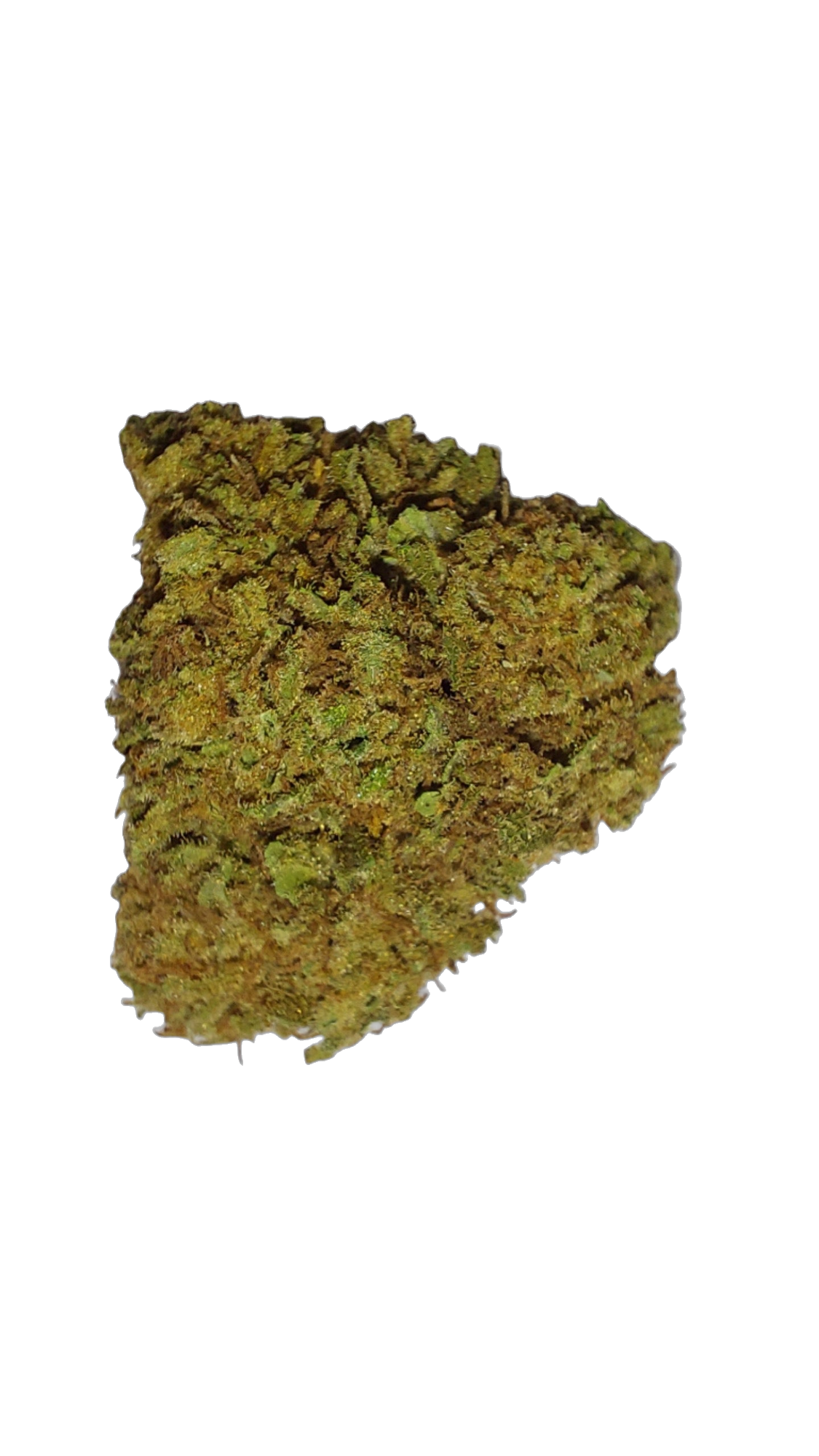 Sirius Black (Organic Living Soil) cannabis flower bud