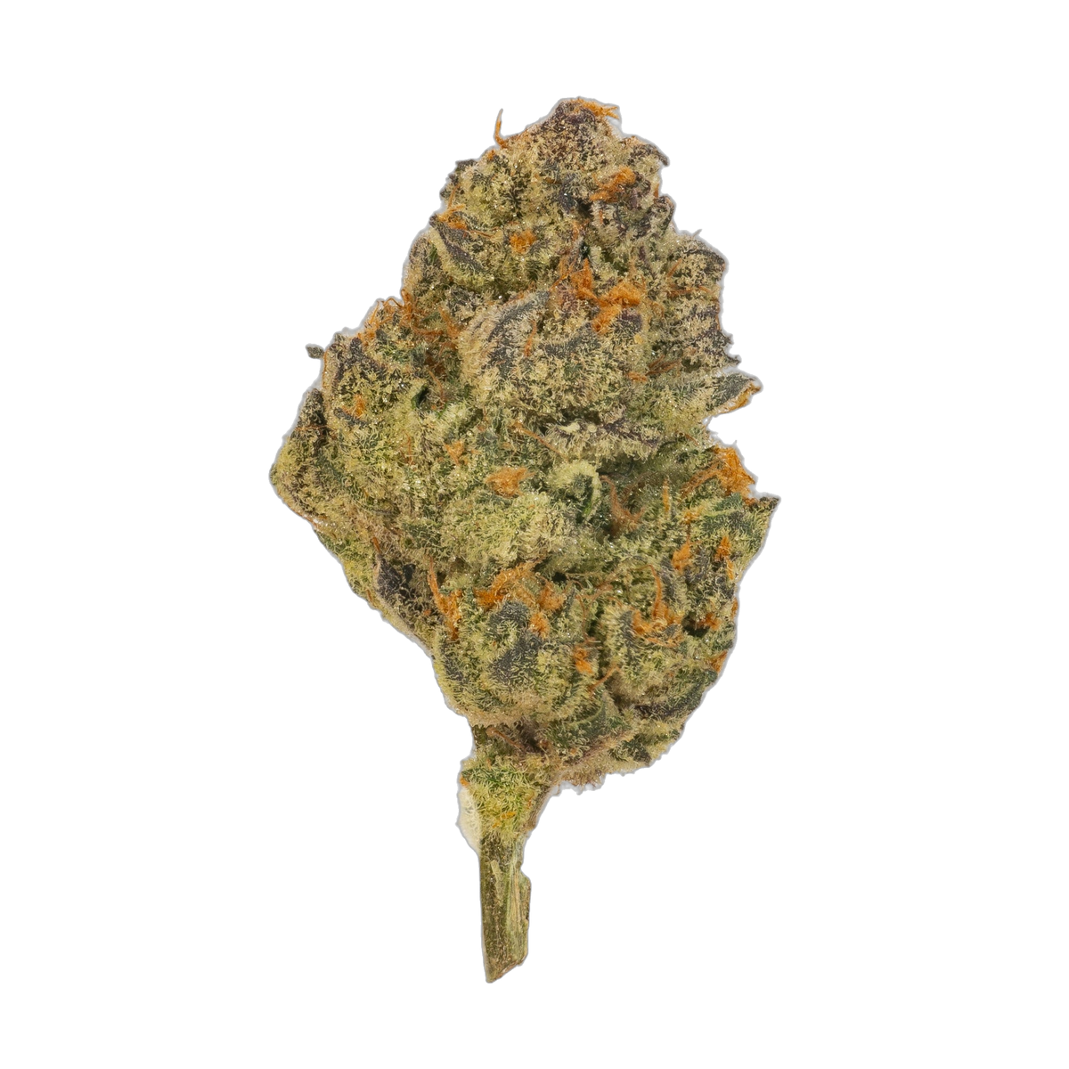Studio 51 cannabis flower bud