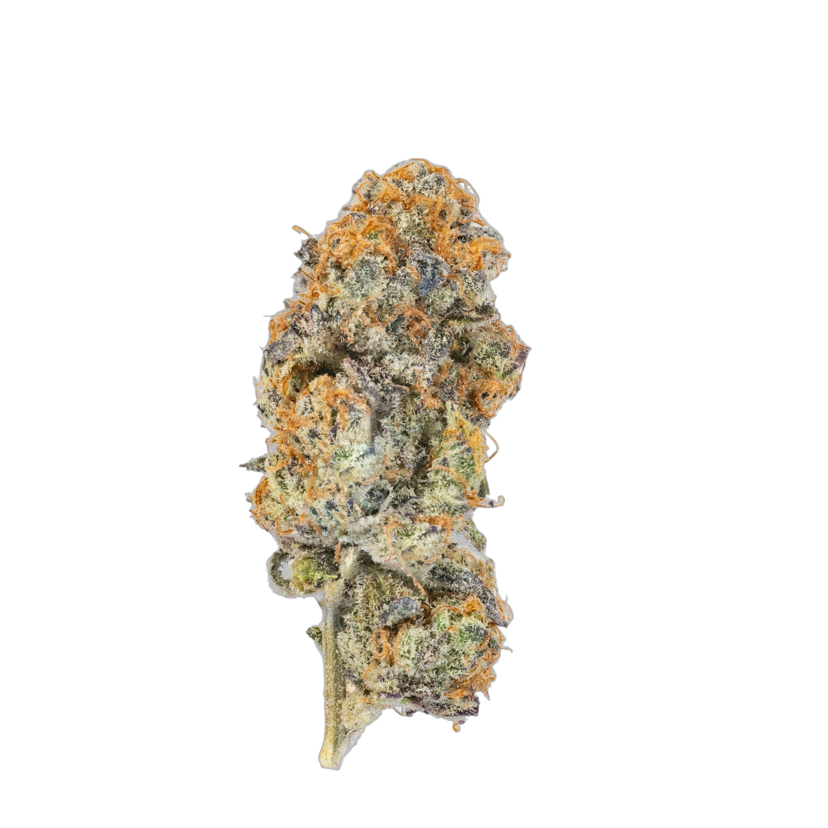 Sugared Doughnuts cannabis flower bud