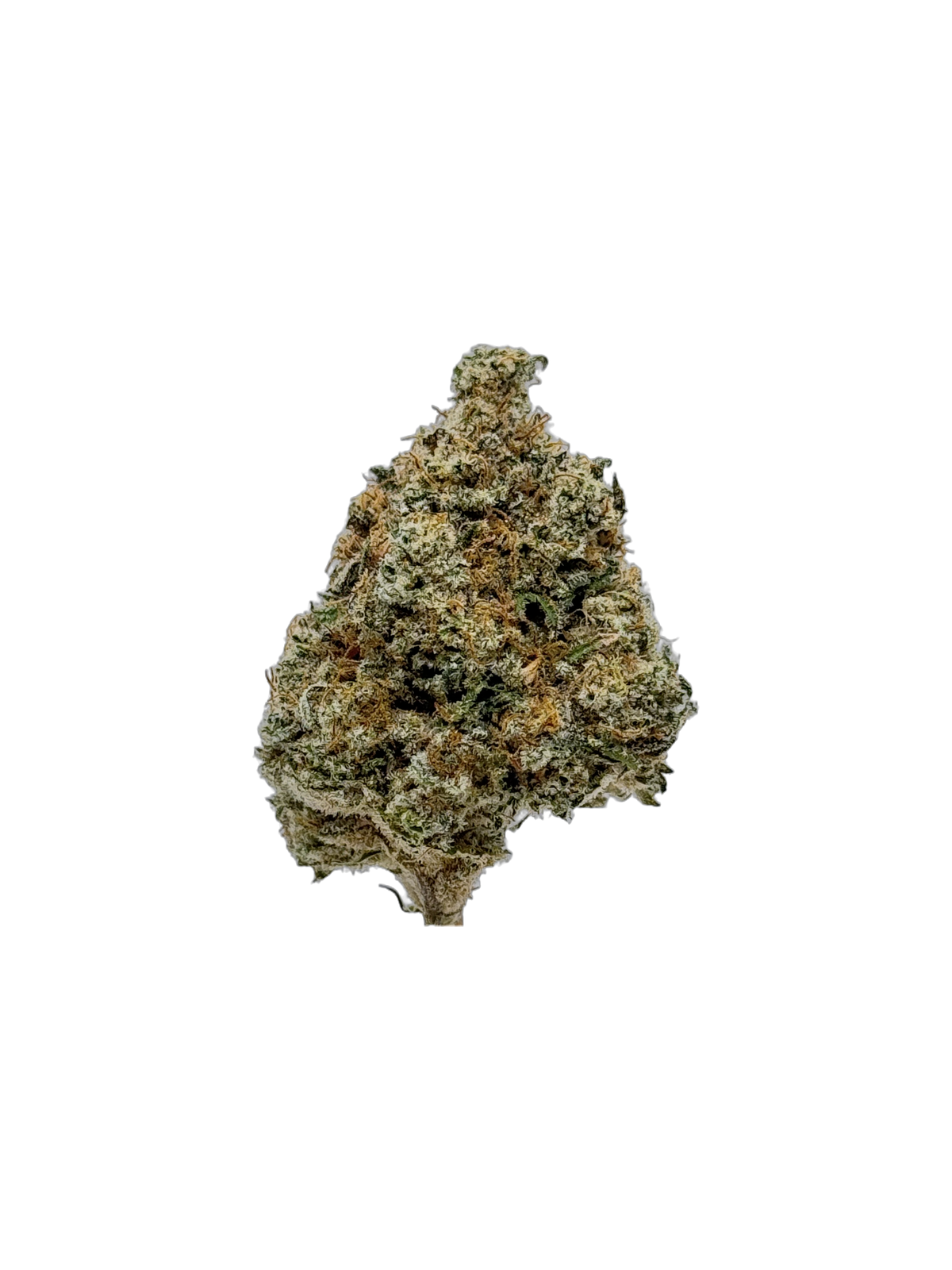 Sunset Sherbet cannabis flower bud — Cannibisters, Sea Point Cape Town