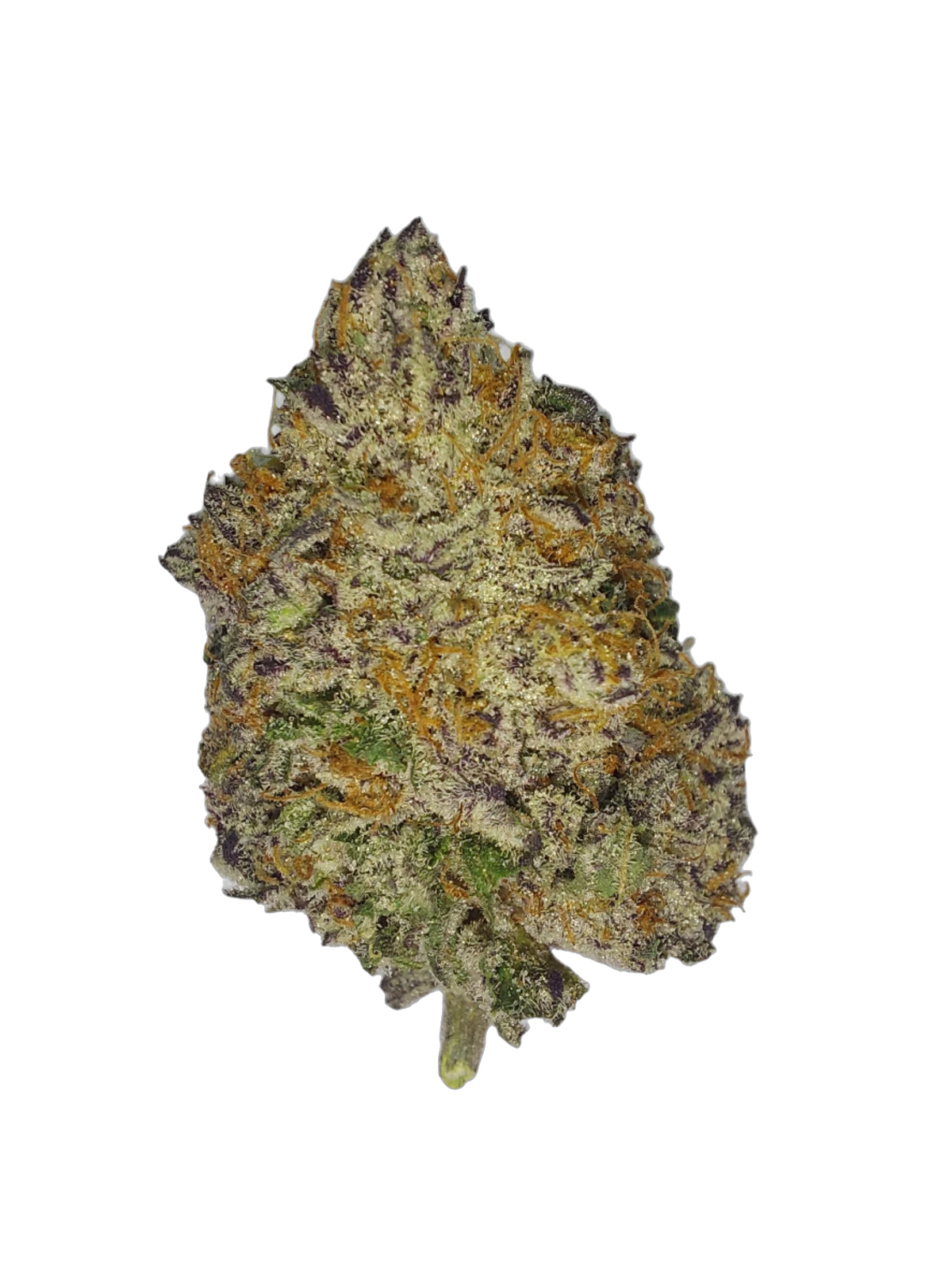Sunset Sherbet cannabis flower bud