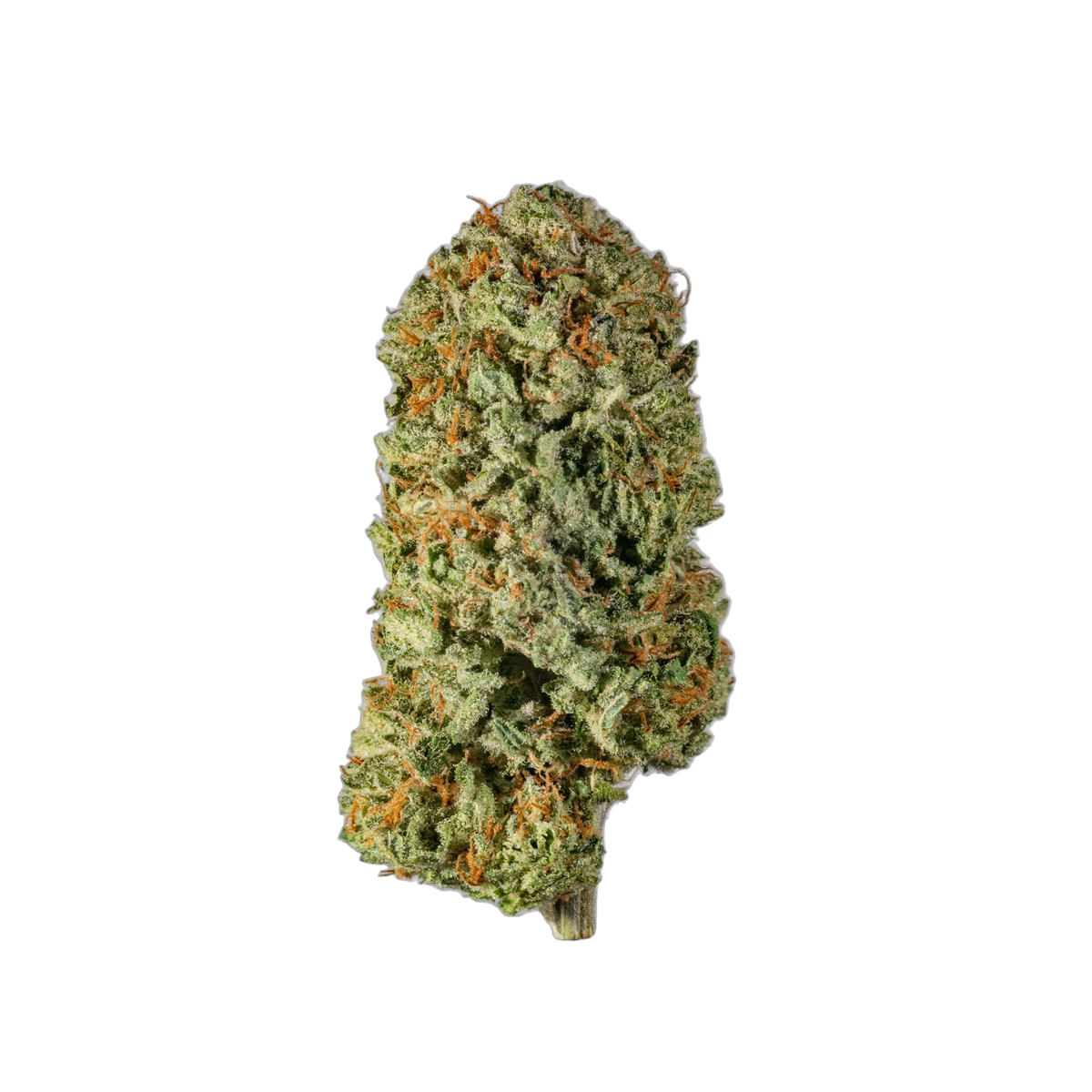 SUPERCHEESE - Cannibisters Limited Collection cannabis flower bud