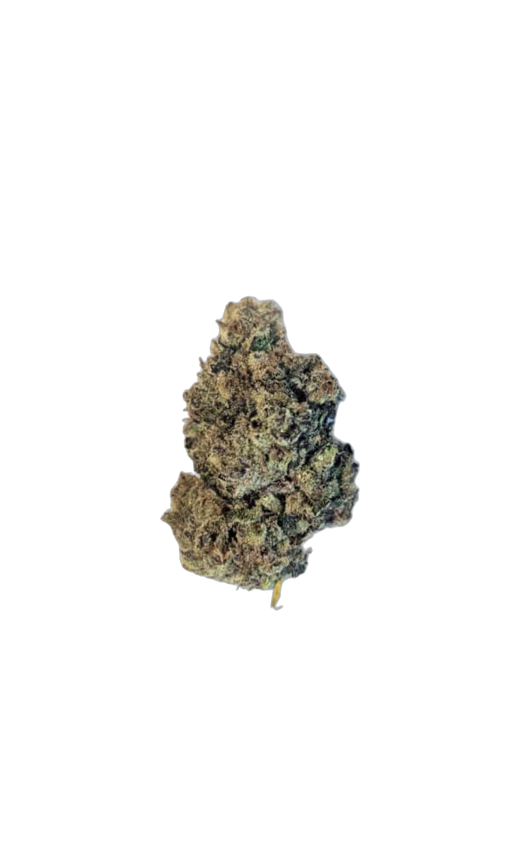 Tia Maria cannabis flower bud