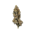 Watermelon Punch cannabis flower bud