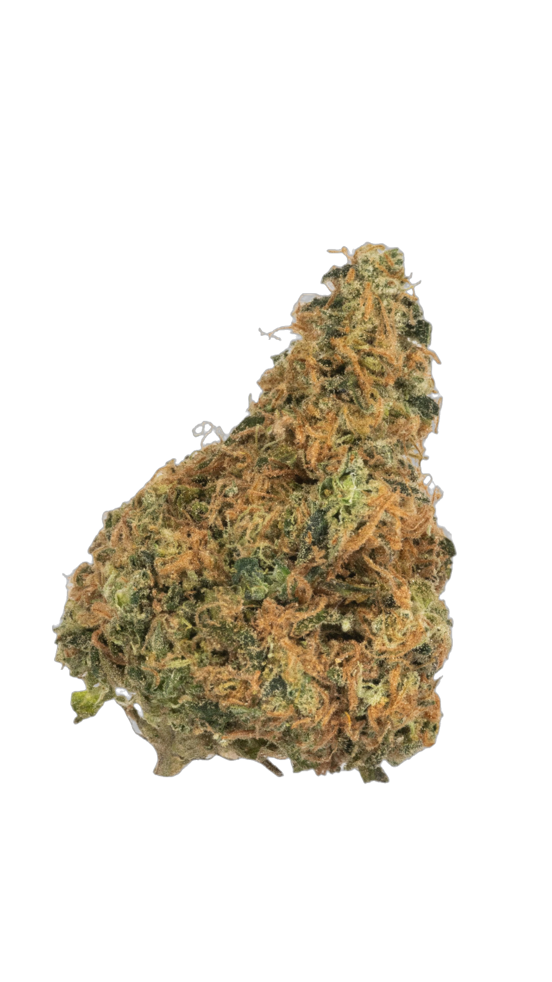 White Nightmare cannabis flower bud