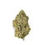 White Widow cannabis flower bud - Cannibisters Limited Collection