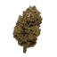 Y2K cannabis flower bud