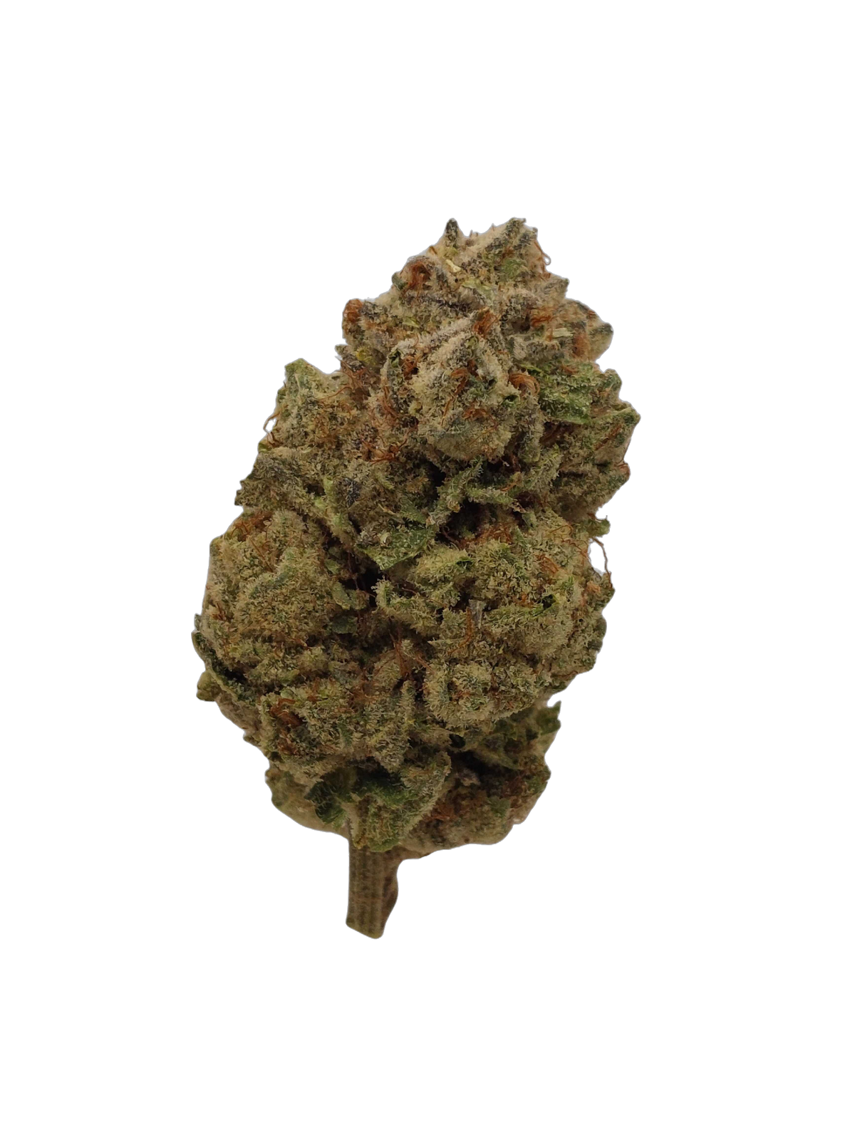 Y2K cannabis flower bud