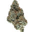 Yum Yum cannabis cannabis | Cannibisters Cape Town