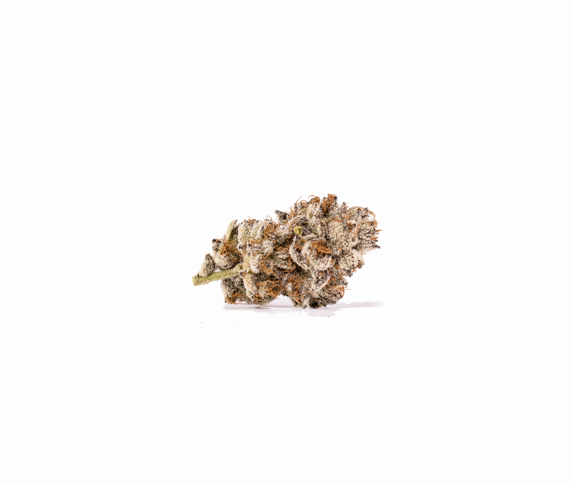 Training Day hybrid cannabis strain — buy online Cape Town | Cannibisters